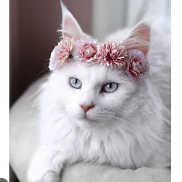 💐💐💐💐💐💐💐 - Picture 1 of 1